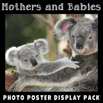 Preview of Animal Mothers and Babies | Science Vocabulary Posters