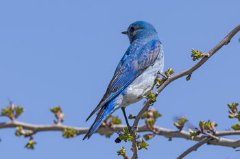 Preview of Nature stock JPEG image Mountain Bluebird (Sialia currucoides)