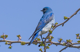 Nature stock JPEG image Mountain Bluebird (Sialia currucoides)
