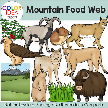 Preview of Mountain Food Web