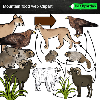 Preview of Mountain Food Web Clip Art/ Food Chain Realistic Clip Art /Mountain animals