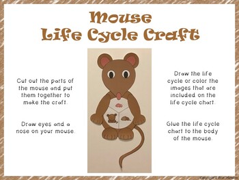 Calaméo - Life Cycle Of Mouse