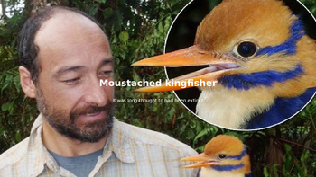 Preview of Moustached Kingfisher