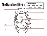 Mouth Dental Health Magnificent Mouth Worksheet