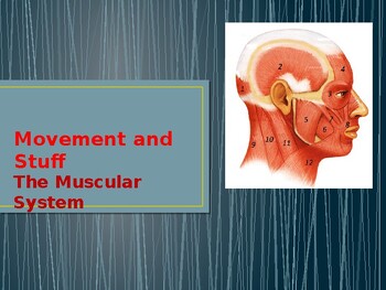 Preview of Movement and Stuff -- The Muscular System PowerPoint
