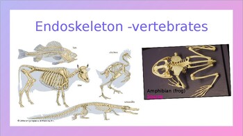 hydrostatic skeleton animals