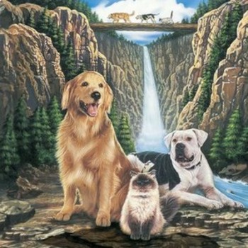 Preview of Movie Notes - Homeward Bound (The Incredible Journey)