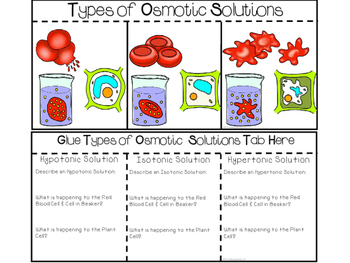 Osmosis and Diffusion - Science Interactive Notebook | TpT