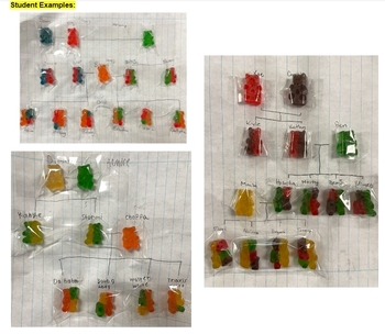 Mr. Law's Gummy Bear Family Tree Meiosis Activity | TPT