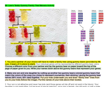 Preview of Mr. Law's Gummy Bear Family Tree Meiosis Activity