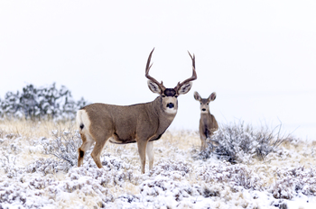 Preview of Mule Deer (Odocoileus hemionus) buck and doe stock photo