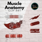 Muscle Anatomy Clip Art, Sarcomeres, Smooth, Skeletal, Car