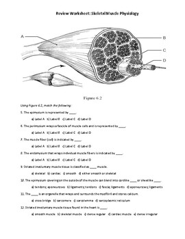 Muscle Cell Anatomy & Physiology: A Review Quiz (Worksheet) Virtual