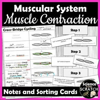 Preview of Muscle Contraction (Cross Bridge Cycling) Doodle Notes and Sorting Cards