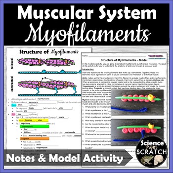 Preview of Muscle Contraction Doodle Notes & Modeling Activity | Muscular System