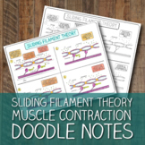 Muscle Contraction - Sliding Filament Theory Doodle Notes