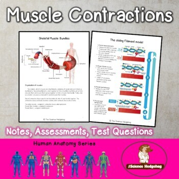 Preview of Muscle Contractions Notes and Test Questions