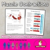 Muscle Contractions Notes and Test Questions