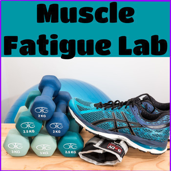 Preview of Muscle Fatigue Lab