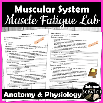 Preview of Muscle Fatigue Lab - Compare Aerobic & Anaerobic Activity | Muscular System