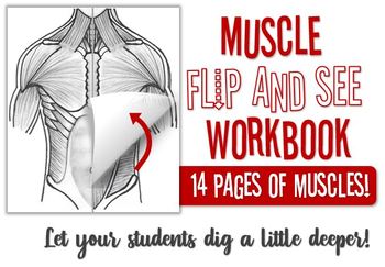 Preview of Muscle "Flip and See" Workbook- Superficial AND Deep Muscles!