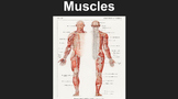 Muscle Guided Notes and Powerpoint/Kahoot