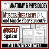 Muscle Hierarchy & Muscle Fiber Reading/Coloring/Quiz PDF