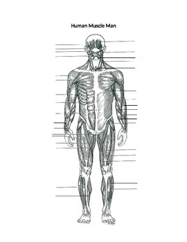 Muscle Man Labeling Front Side By Anatomy Ready To Go Tpt
