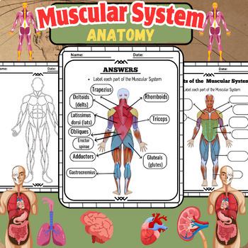 Preview of Muscle Symphony: Navigating the Anatomy of the Muscular System