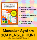 Muscle System Scavenger Hunt