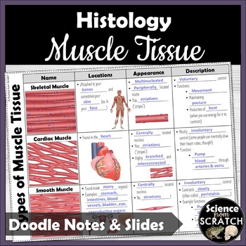 Preview of Types of Muscle Tissue Doodle Notes for Histology Unit