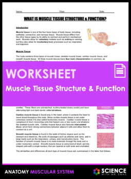 Preview of Muscle Tissue Structure and Function Anatomy Worksheet