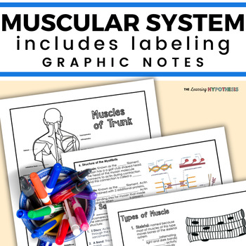 Preview of Muscle Worksheet Packet. Graphic Notes and Labeling.