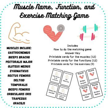 Preview of Muscle name, function, and exercise matching game for PE or Anatomy