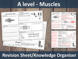 Muscles (A-Level) Revision Sheet / Knowledge Organiser