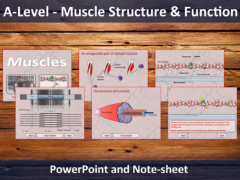 Preview of Muscles - Detailed slideshow - structure, function & sliding filaments