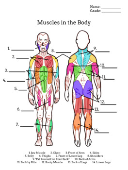 Muscle Diagram Worksheets Teaching Resources Tpt