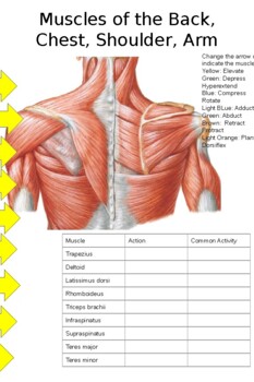 Human Muscles: Chest, Shoulders and Back (Model) Flashcards