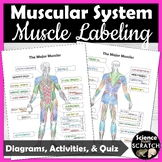 Muscular System Anatomy Diagram and Coloring, PowerPoint, 