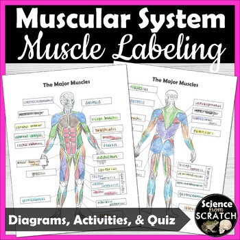 Preview of Muscles Anatomy Diagram and Labeling Activity | Muscular System