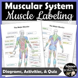 Muscles Anatomy Diagram and Labeling Activity | Muscular System