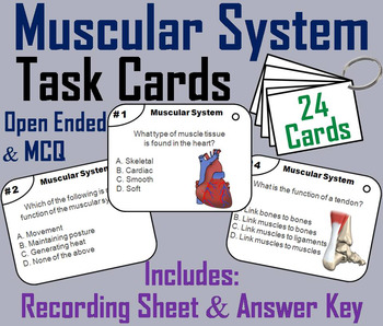 Preview of Muscles/ Muscular System Task Cards (Human Body Systems Activity)