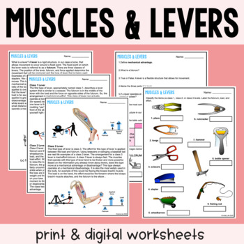Preview of Muscles and Levers - Reading Comprehension Worksheets