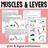 Muscles and Levers - Reading Comprehension Worksheets