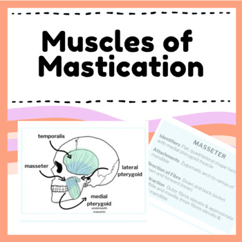Preview of Muscles of Mastication - Anatomy & Physiology