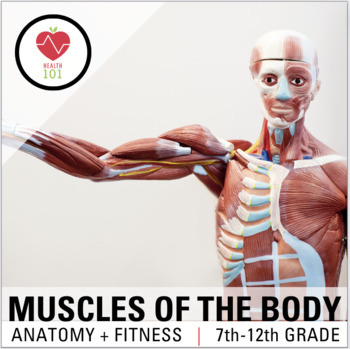 Preview of Muscles: Muscular System Anatomy: Labeling, Weight Training + Workout Log