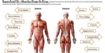 Preview of Muscles of the Human Body - Bundled Unit in WORD