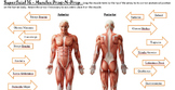 Muscles of the Human Body - Bundled Unit in WORD