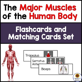 Muscles Of The Human Body Flashcards And Matching Cards Set Tpt