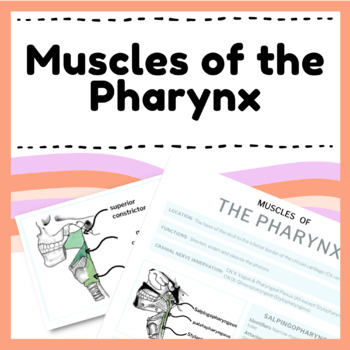 Preview of Muscles of the Pharynx - Anatomy & Physiology